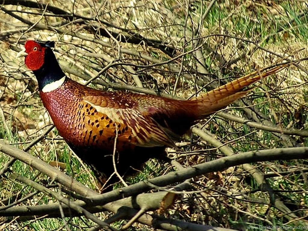 Birds: Pheasant Color Birds Pen Best Wallpapers For HD 16:9 High ...