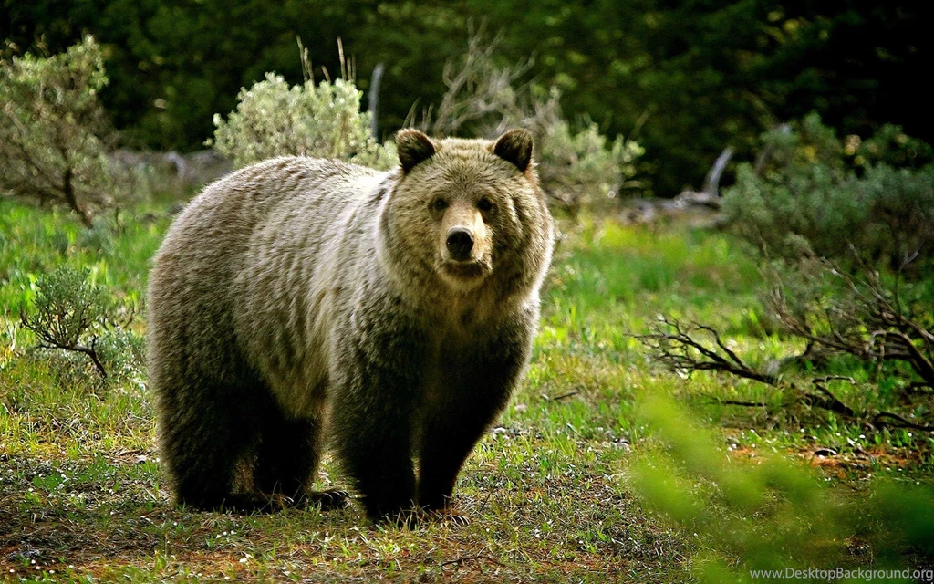 Wild Life HD Wallpapers