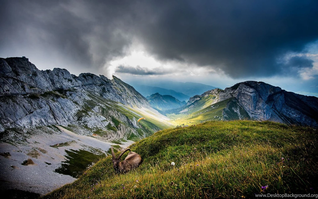 Mountain Wildlife, Grass, Wild Goat, Sky, Cloud, Photography ...