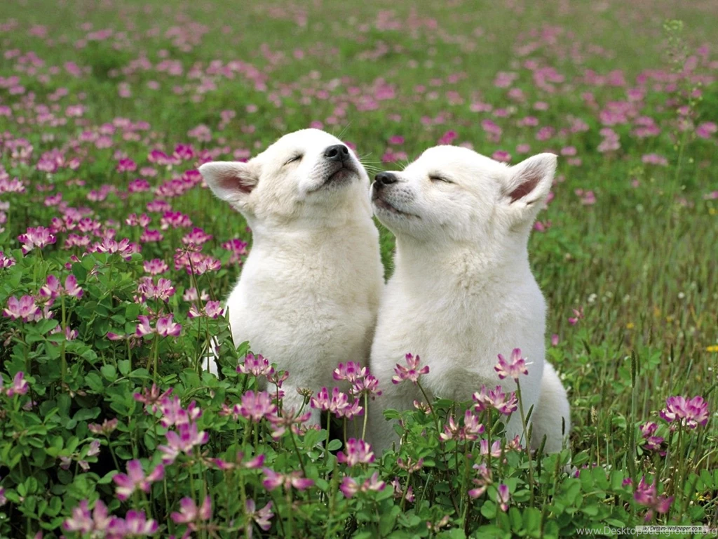 Free Wallpapers   Free Animal Wallpapers   Cute Animals 1 Wallpapers ...