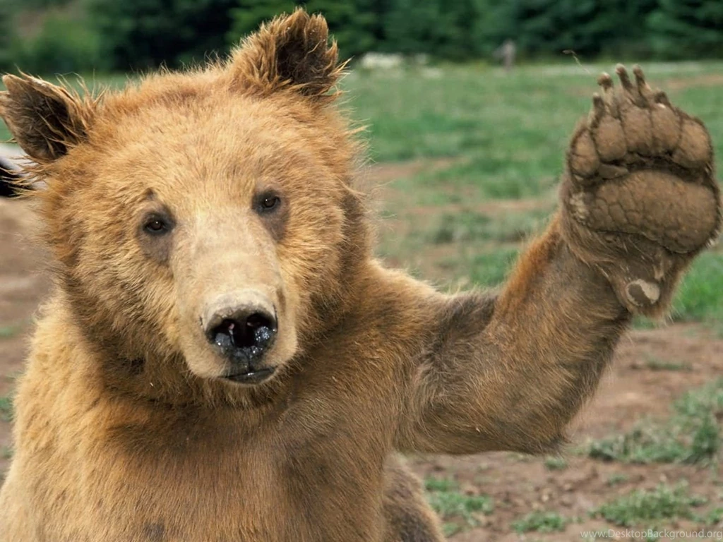 17472) Cute Animal Backgrounds HD Wallpapers WalOps.com