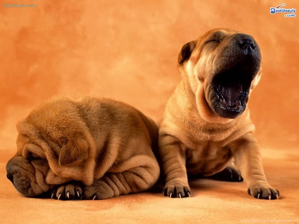 17418) Cute Animal Images Wallpapers WalOps.com