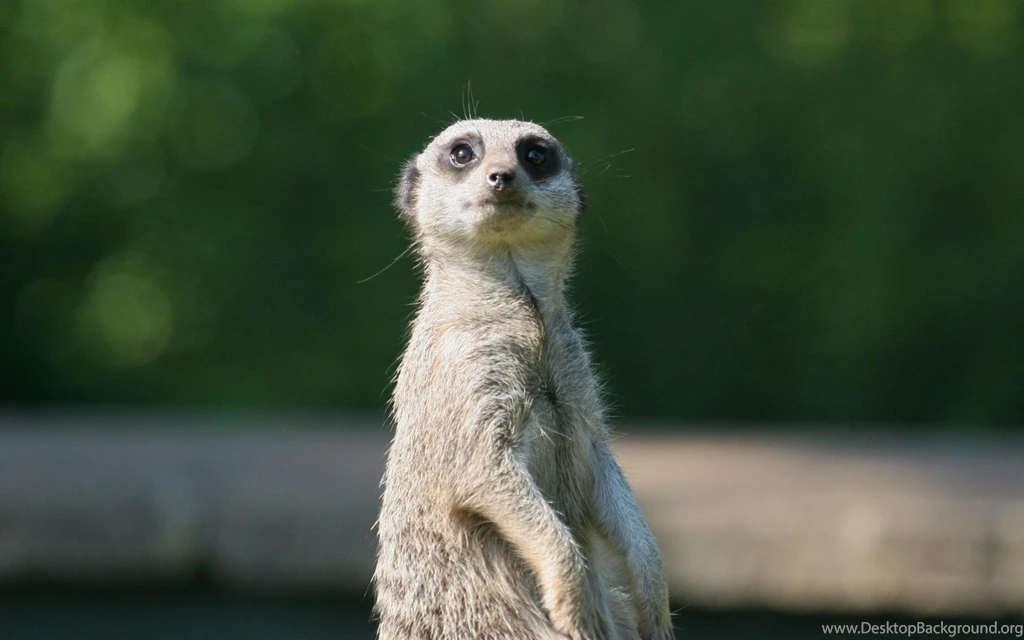 Animal Backgrounds 1424316