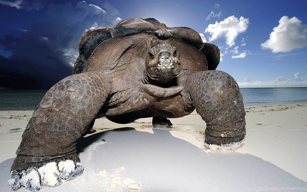 Wallpapers With Animals Wallpapers Cave