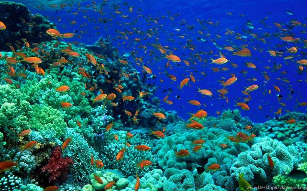 Ocean Wildlife Wallpapers 2 High Resolution Wallpapers ...
