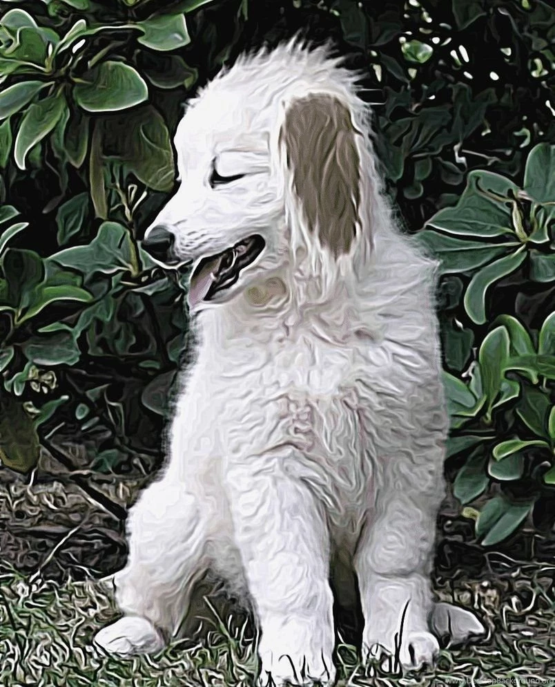 Akamaru By Ask Akamaru On DeviantArt