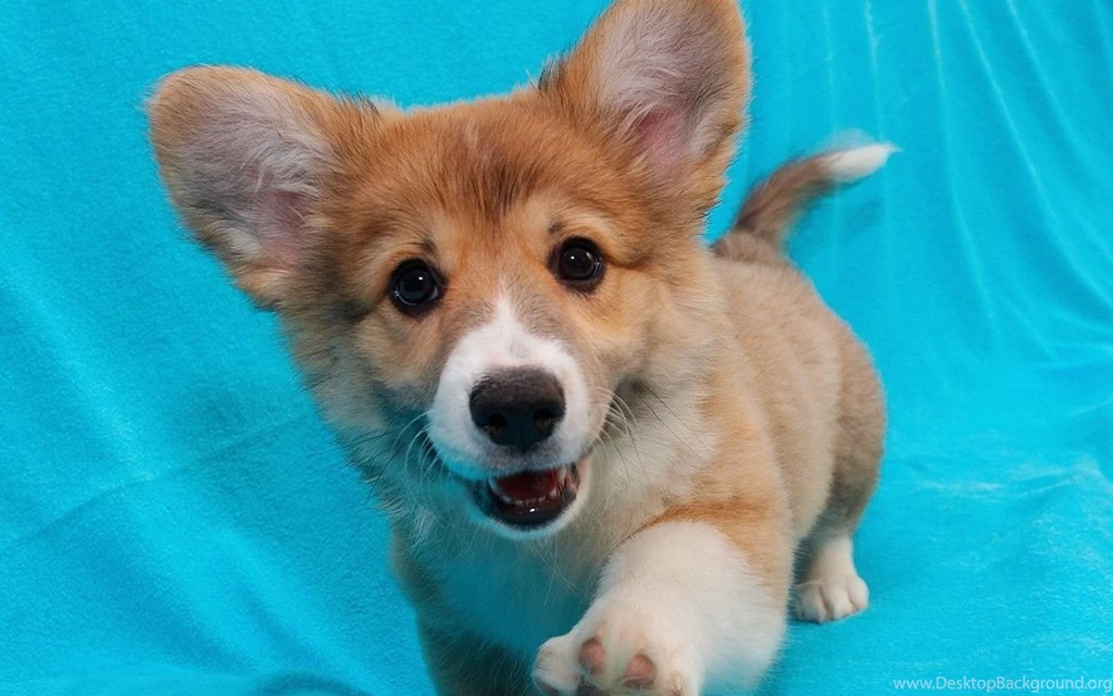 Corgi Puppy Wallpapers 1280x800 224725