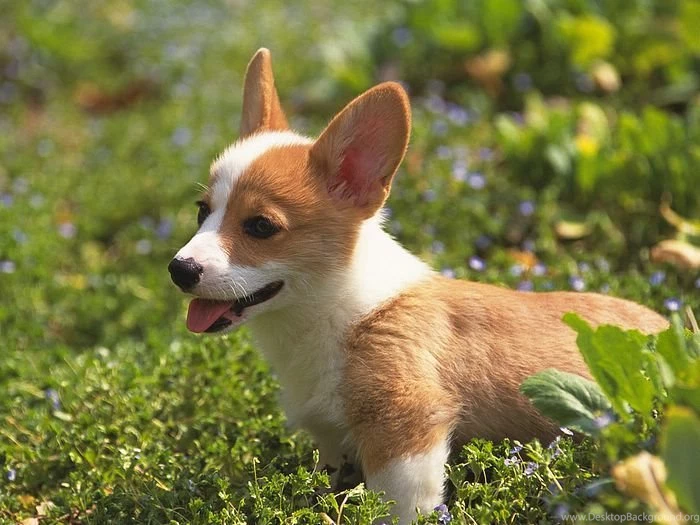 1600*1200 Welsh Corgi Puppy On Grass   Cute Welsh Corgi Dog Photos ...