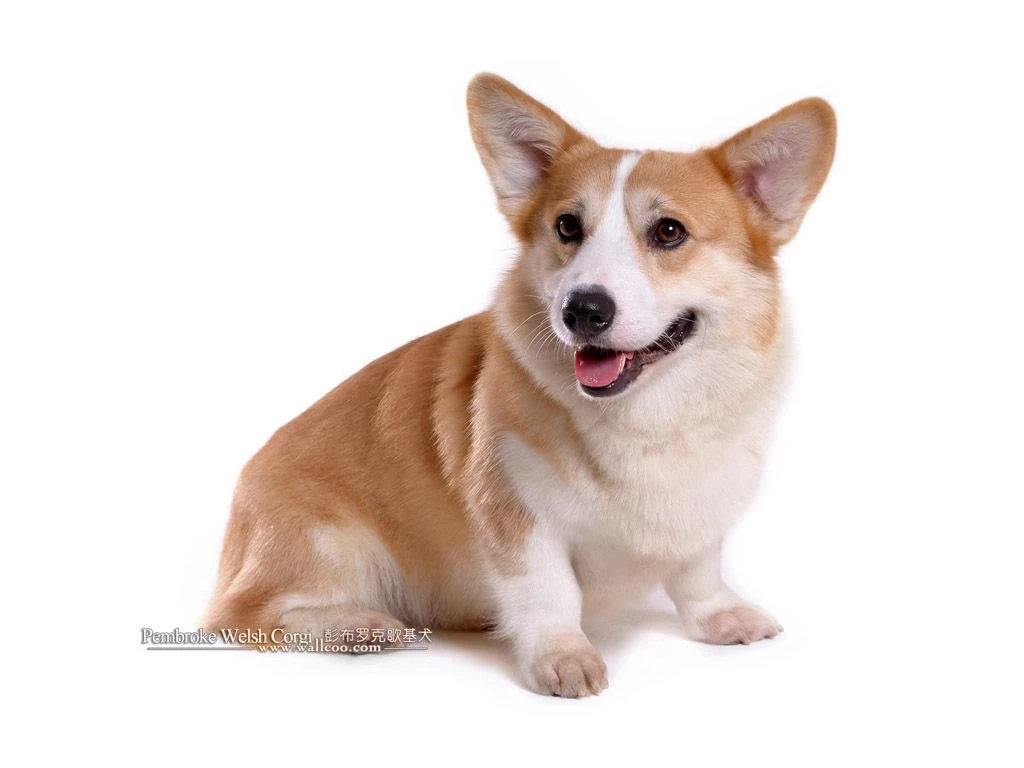 Pembroke Welsh Corgi Dogs And Pembroke Welsh Corgi Puppies ...
