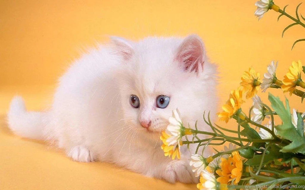 pic cute teddy bear