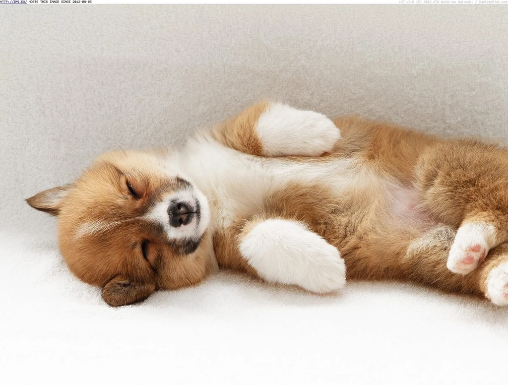 12 Adorable Pembroke Welsh Corgi Puppies Wallpapers