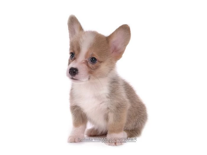 1600*1200 Welsh Corgi Puppy   Pembroke Welsh Corgi Photos 41 ...