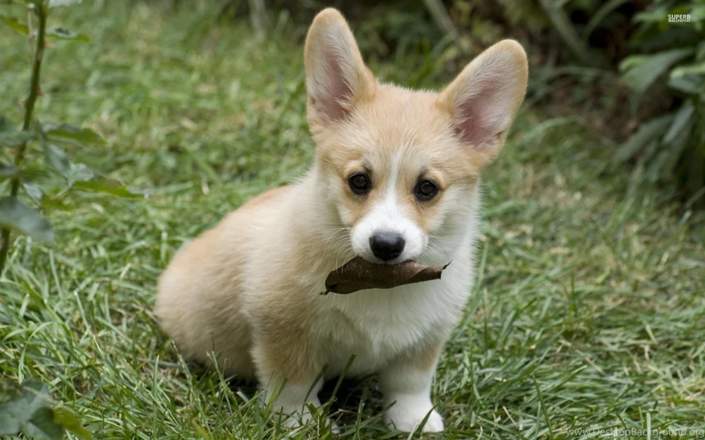 Pembroke Welsh Corgi Puppy Wallpapers   Animal Wallpapers
