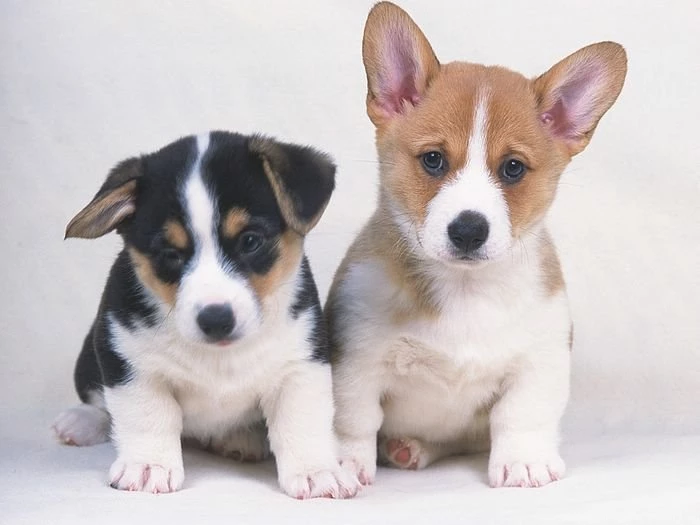 1600*1200 Two Welsh Corgi Puppies   Cute Welsh Corgi Dog Photos 9 ...