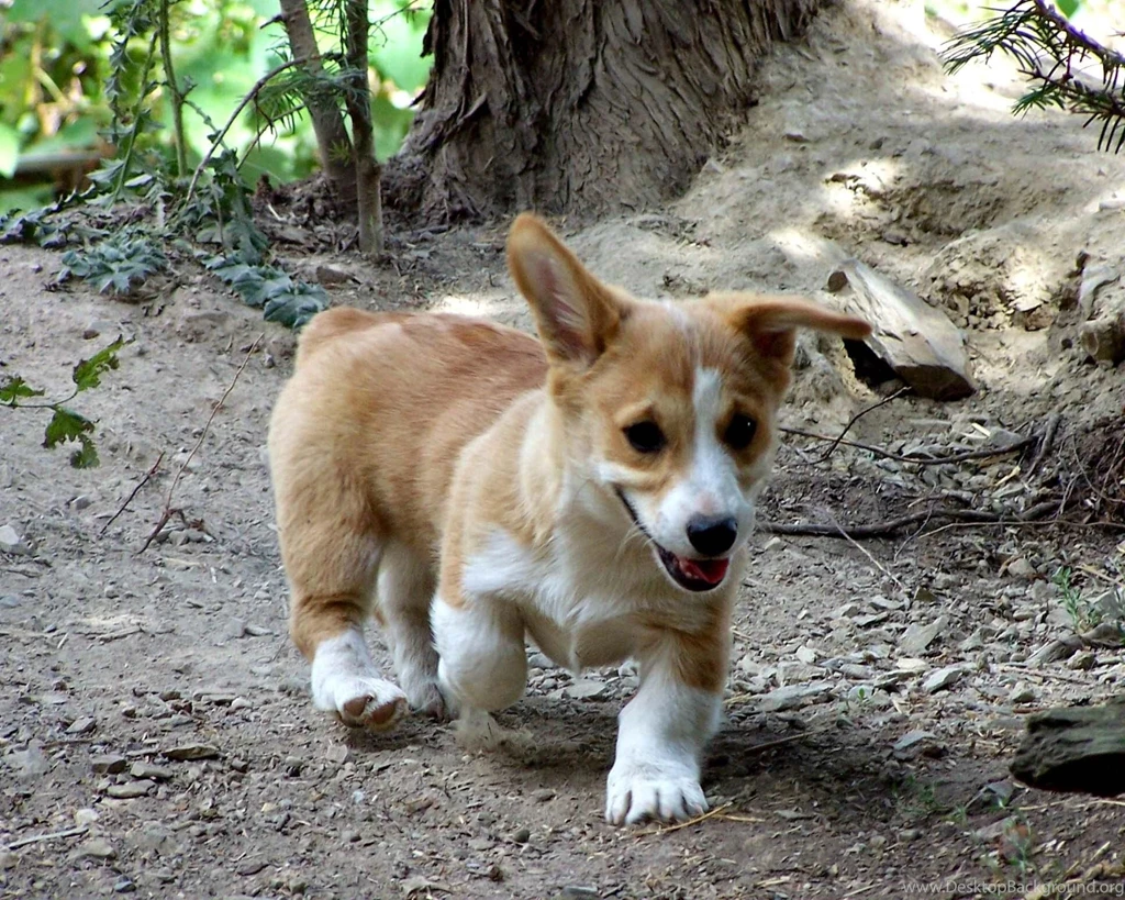 Free Wallpapers Pembroke Welsh Corgi Puppy
