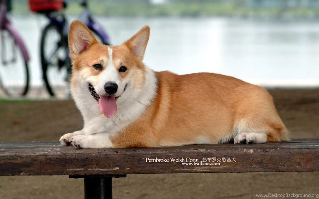 Pembroke Welsh Corgi Dogs And Pembroke Welsh Corgi Puppies ...