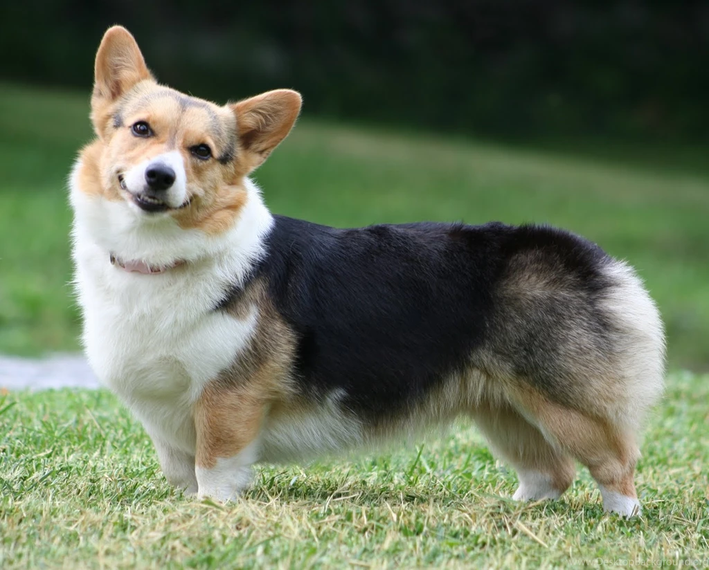 Baby Corgis Wallpapers   Wallpaper.