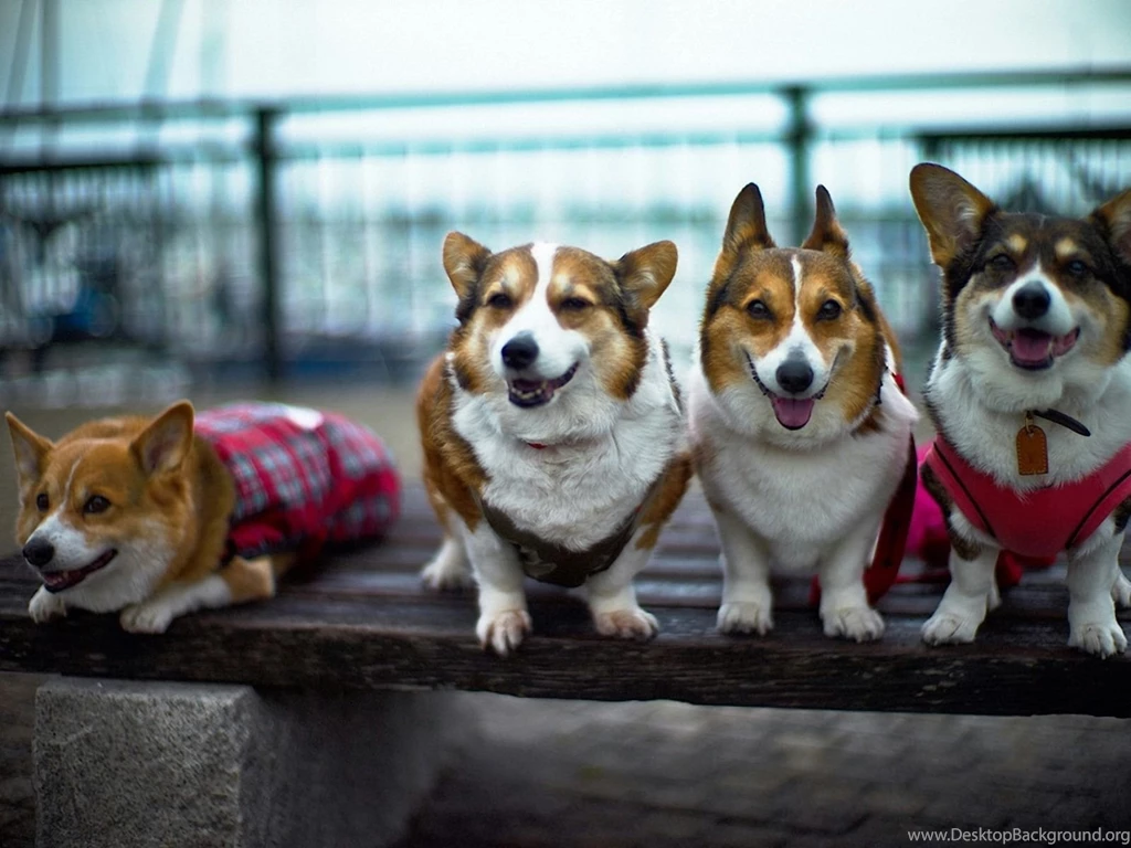 Dogs All Smiling 1600x1200 Wallpapers,Welsh Corgi 1600x1200 ...