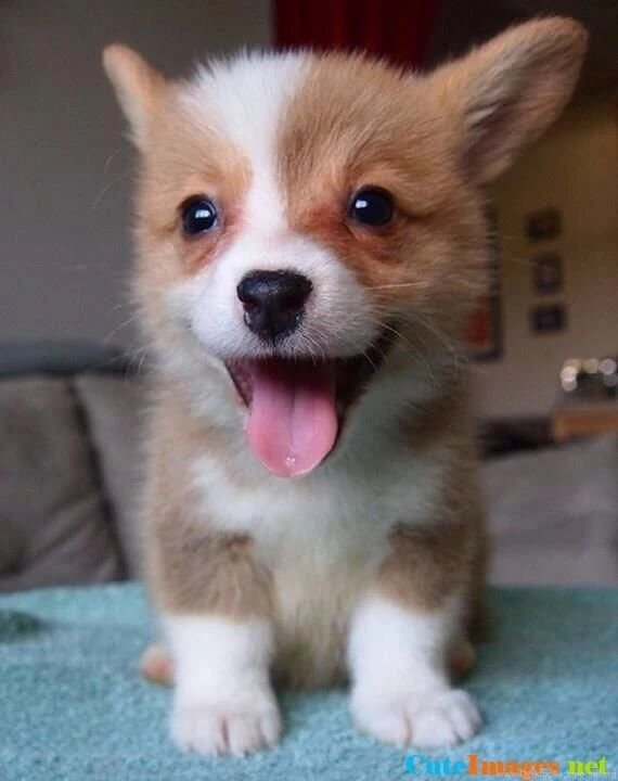 Corgi Puppy Funny   CuteImages.net