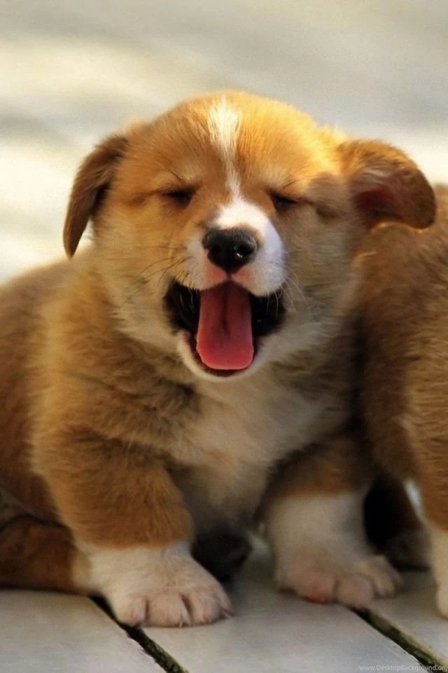 Download Wallpapers 640x960 Corgi, Pembroke, Dogs, Puppies ...