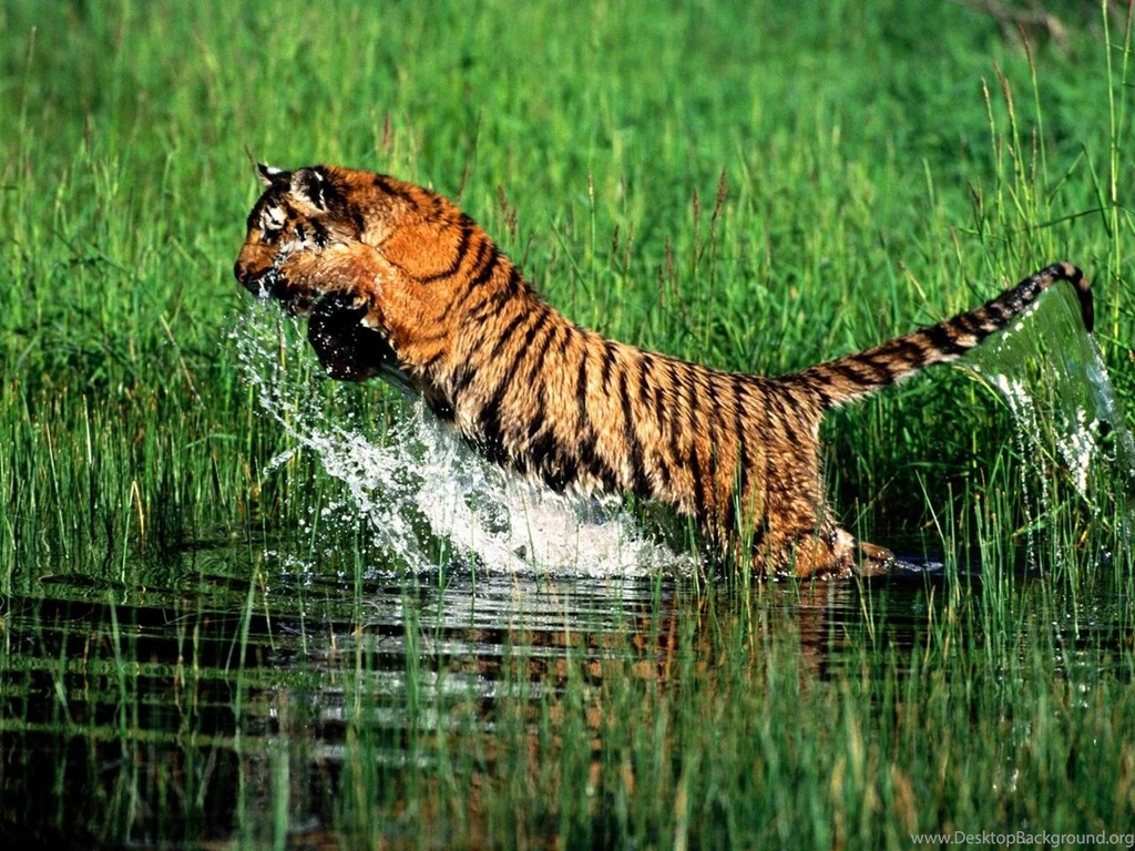 Download 1280x960 A Very Large Tiger king Of The Foresty Tiger ...