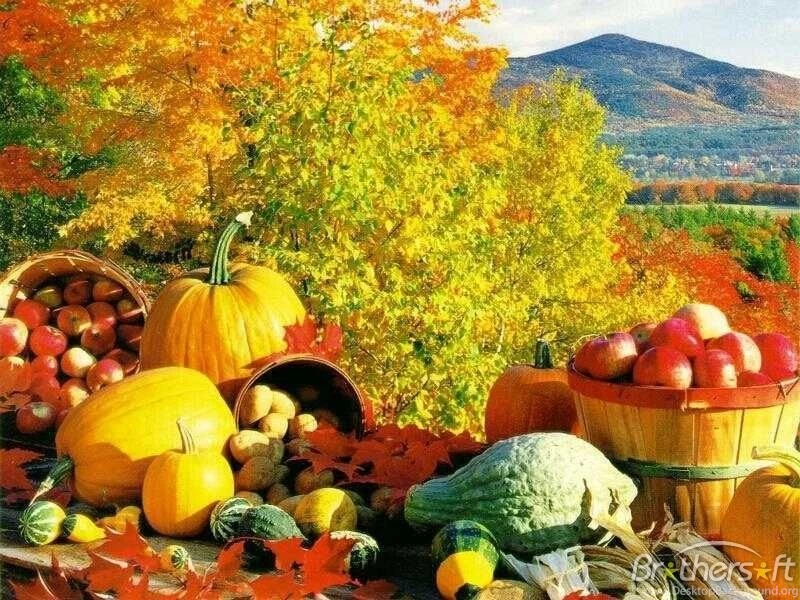 Download Free Fall Theme, Fall Theme Download