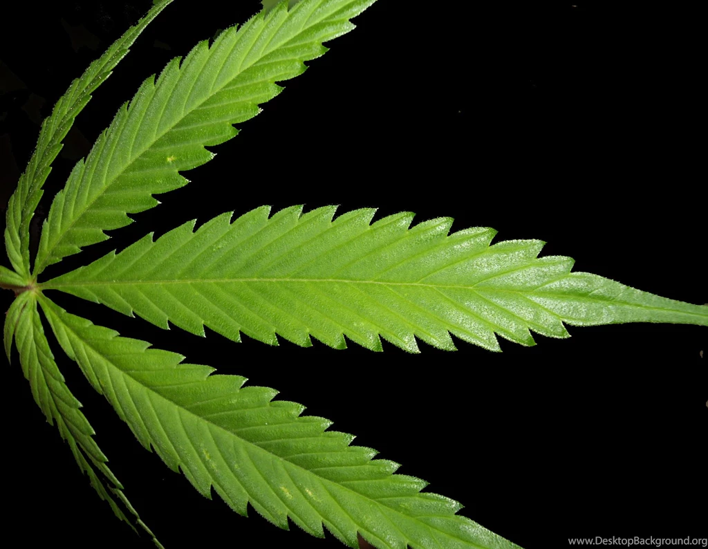 Big Weed Leaf On Black Backgrounds WeedPad Wallpapers