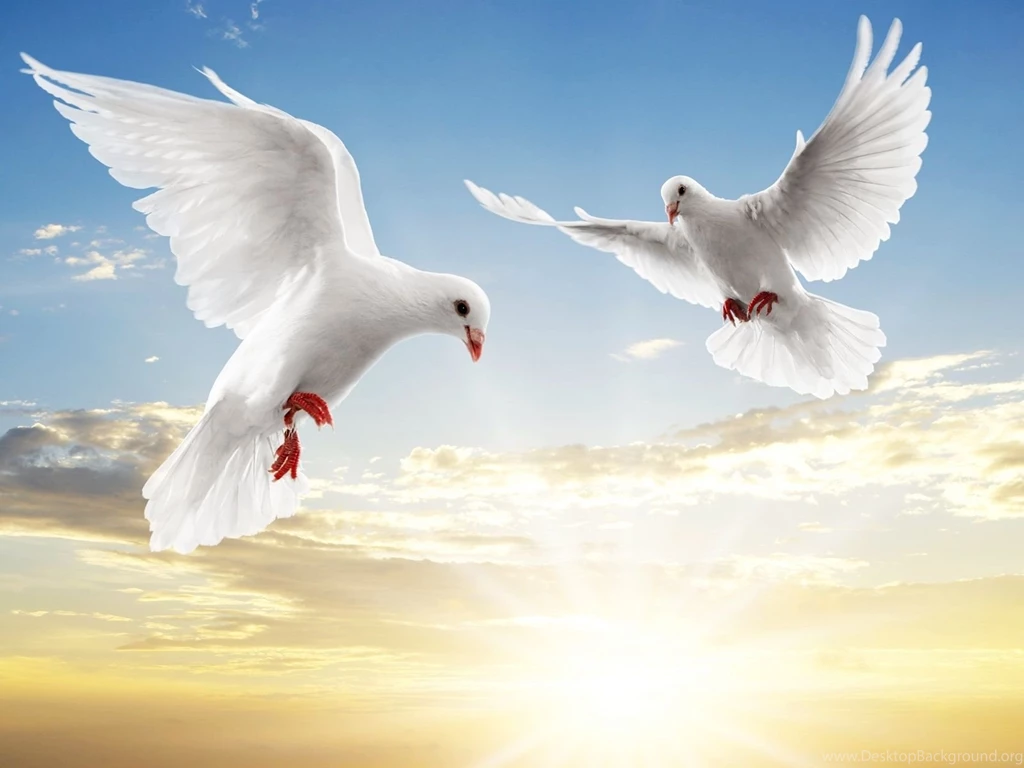 38 Dove HD Wallpapers