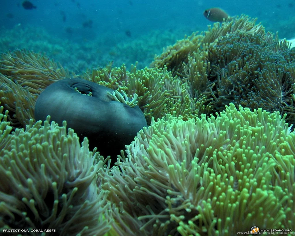 Naaplougube: Wallpapers Gifs Images