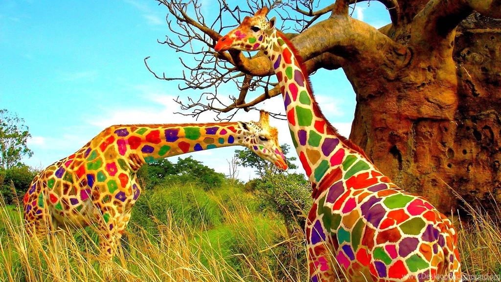 Rainbow Giraffe Colorful Wallpapers HD