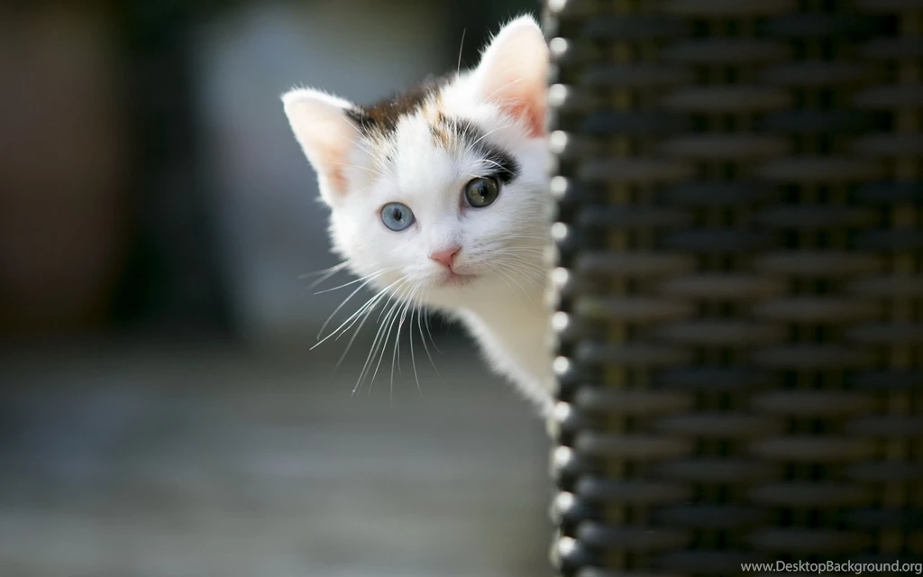 1440x900px Japanese Sweet Photo