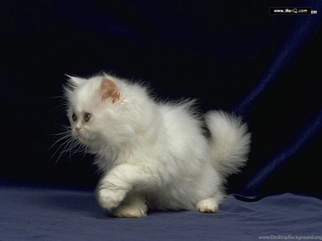 Sweet Cute Cats Wallpapers 35 Free Hd Wallpapers Hivewallpapers Com ...