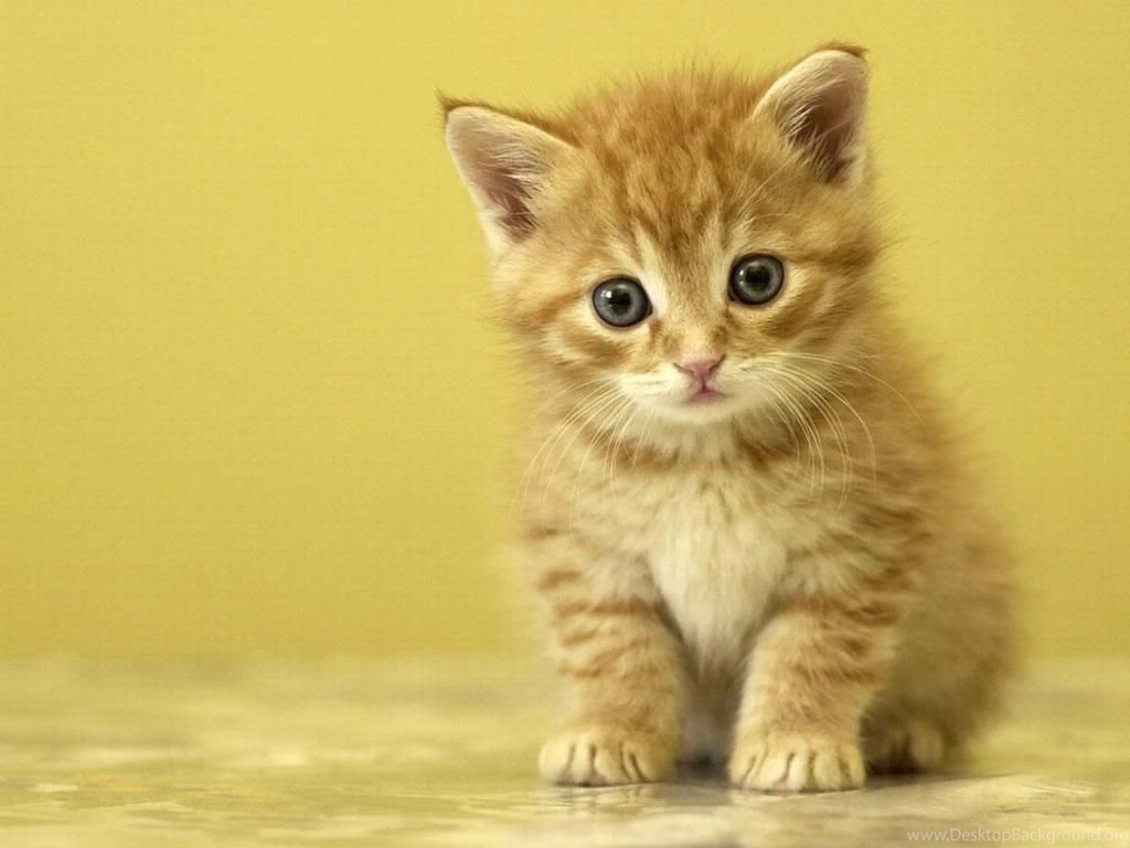 Cat Wallpapers Beautifully Pictured On Digital Photo Club