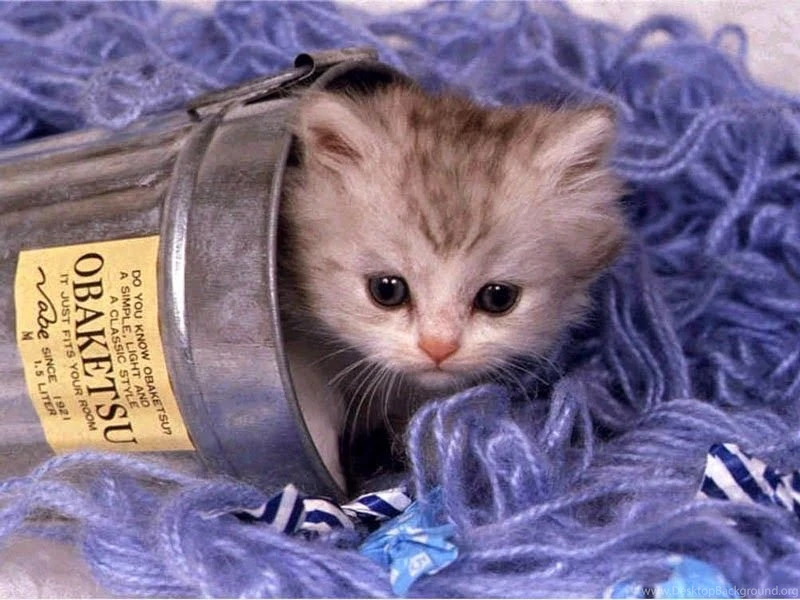 Sweet Cat Desktop Wallpapers
