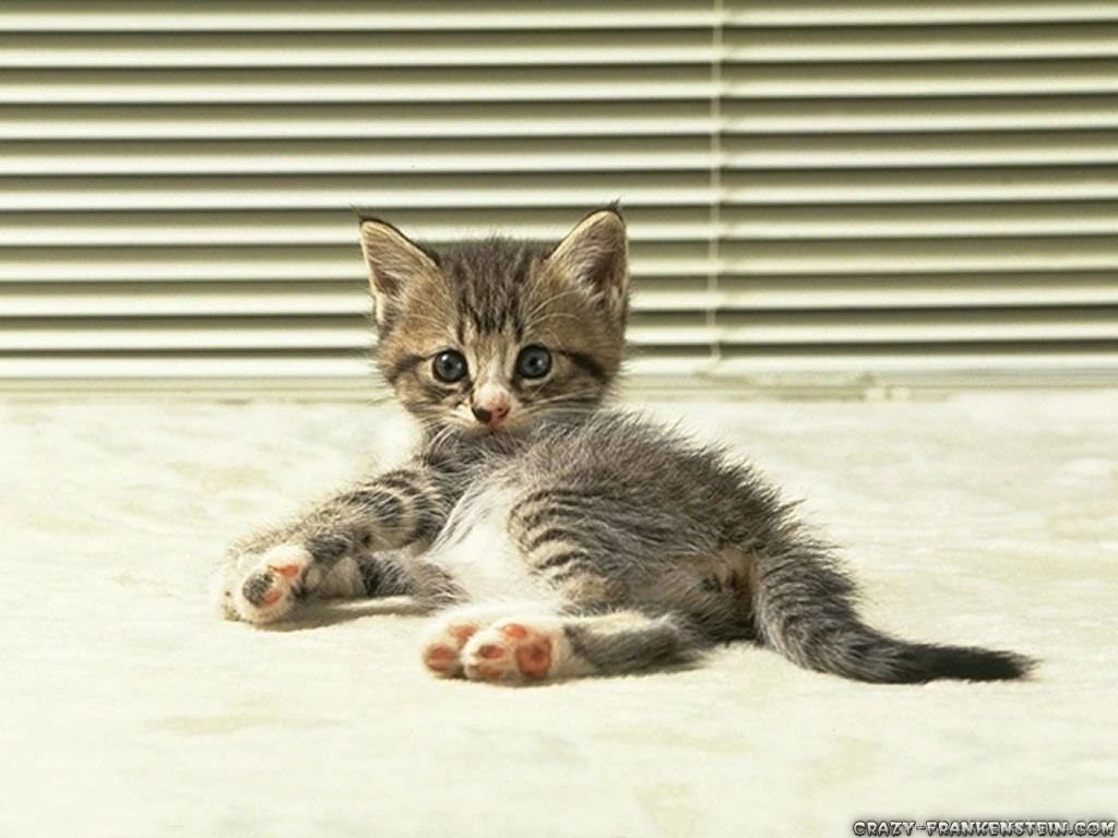 Cute Animals Wallpapers Page 2   Crazy Frankenstein