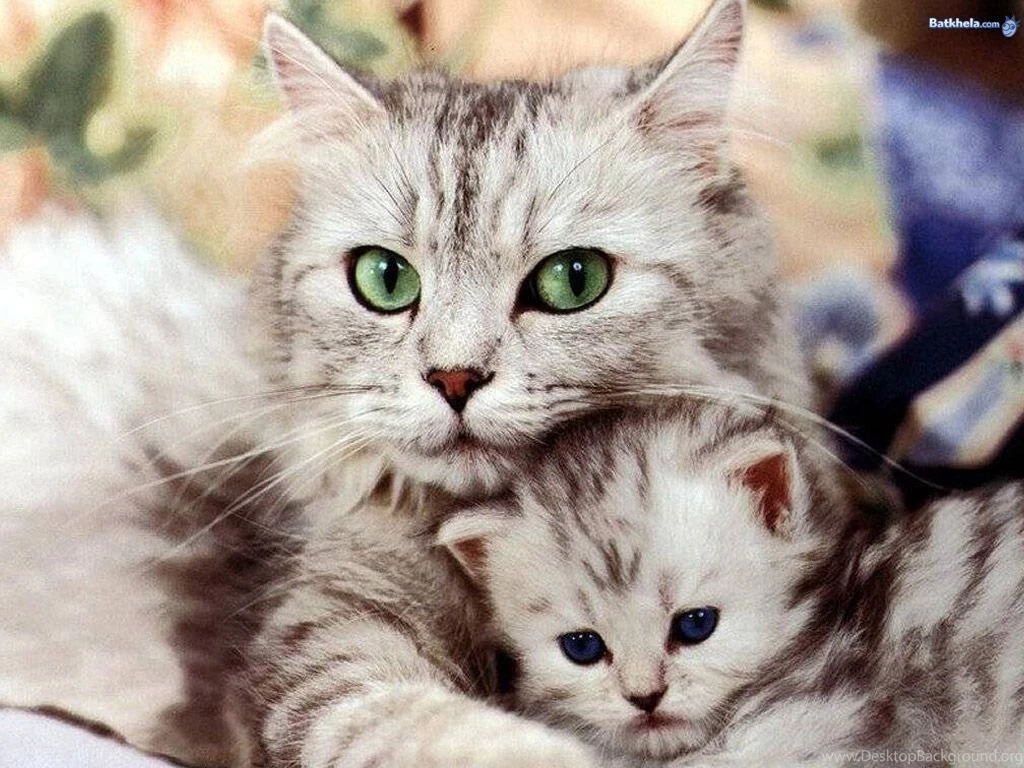 So Freakin Cute! Cats Wallpapers (248645) Fanpop