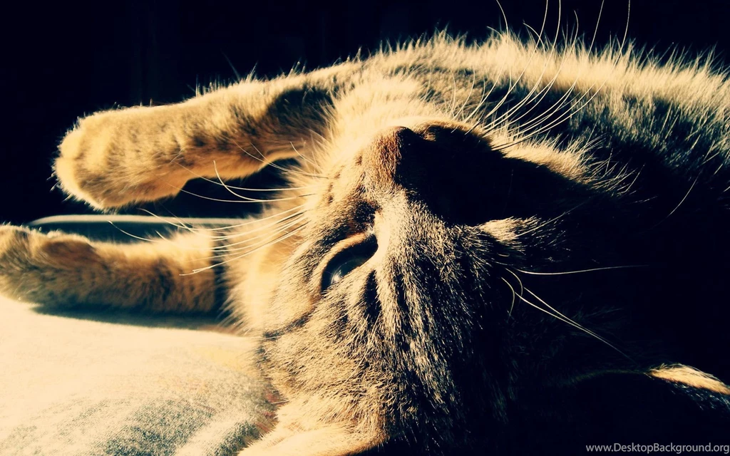 Cute Cat Wallpapers HD By AlexandruIuilian On DeviantArt