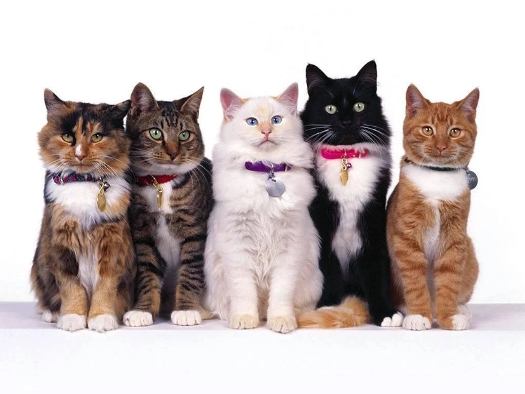 Cat Wallpapers Beautifully Pictured On Digital Photo Club