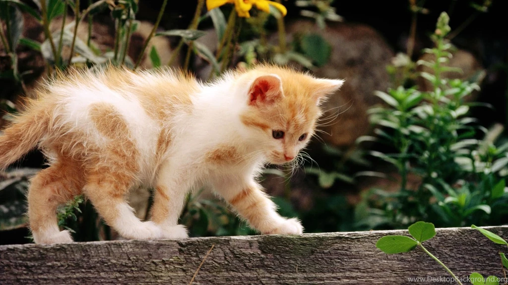 Animals Beautiful Sweet Funny Cute Cats Picture   Free High ...