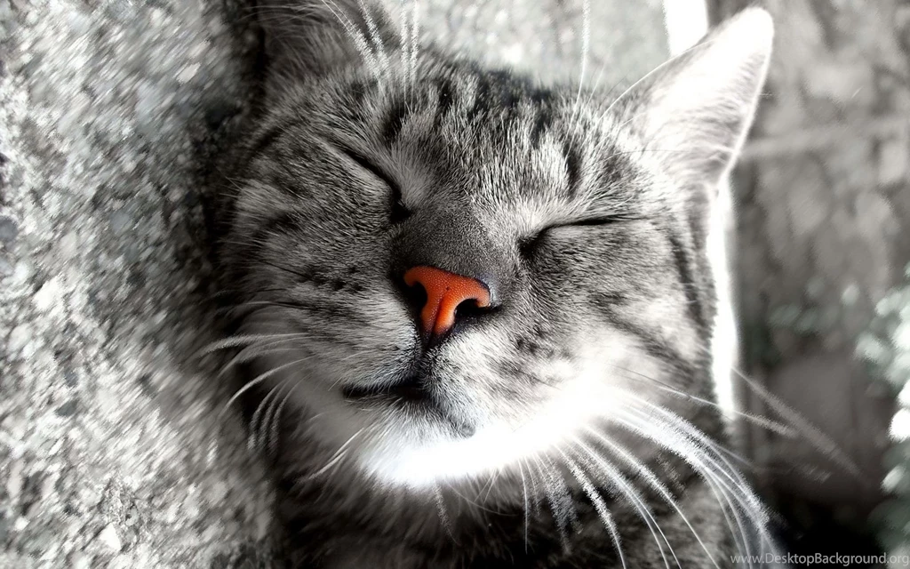 Sweet Cat Wallpapers And Images Wallpapers, Pictures, Photos