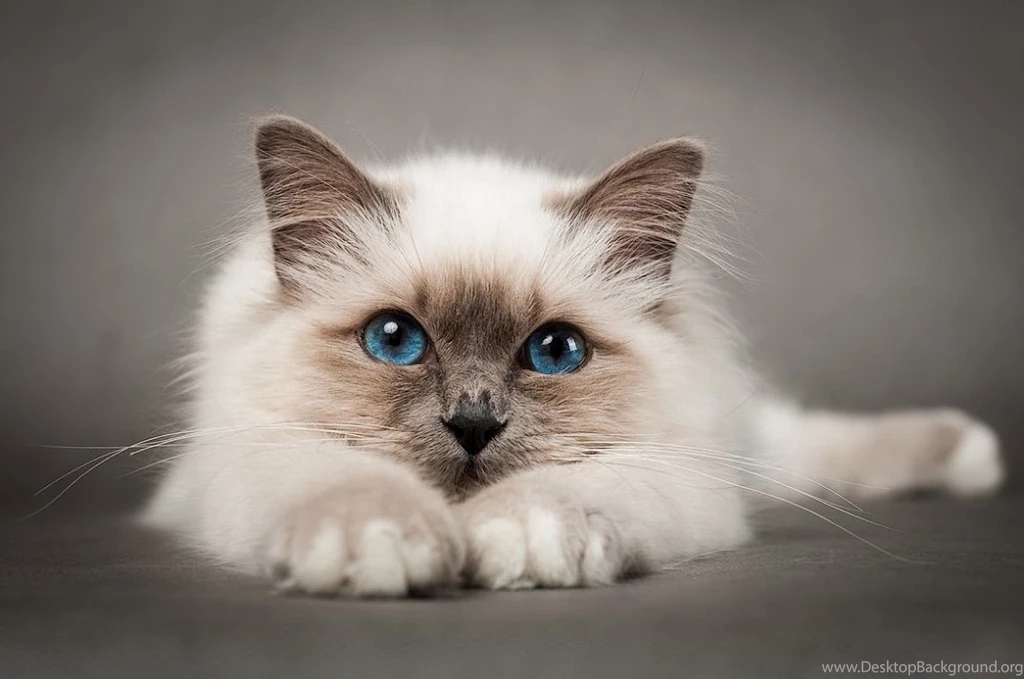 Cats: Sweet Fluffy Cat Animal Animals Cats Dn Background Images ...