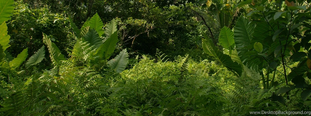 Dual Monitor Background: Tropical Nature, River, Jungle Vegetation