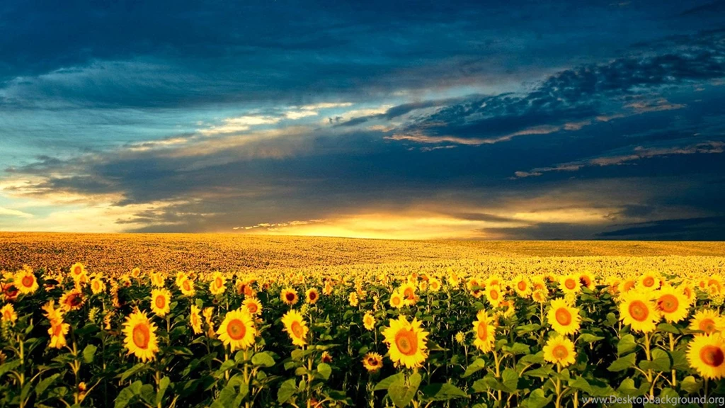 Sunflower Field Wallpapers – Free Full Hd Wallpapers For 1080p ...
