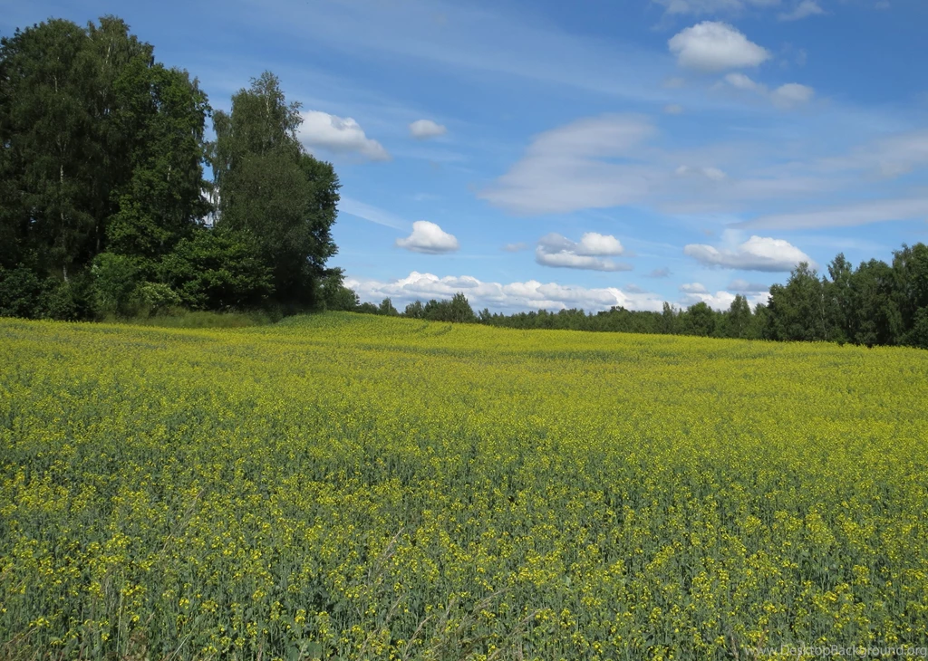 Hd Landscape Wallpapers, Green, Plants, Sky, Free Images, Windows ...