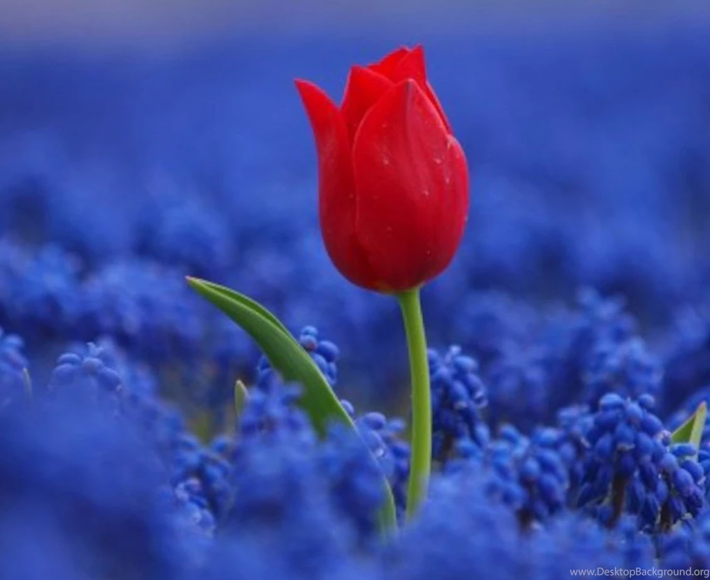 Hd Desktop Images, Natural, Landscape, Cool Backgrounds, Green ...