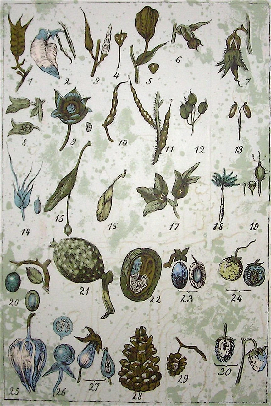 Botanical Wallpapers