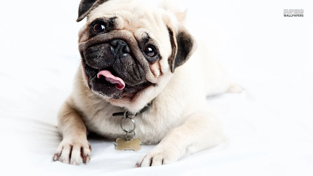 Happy Pug Wallpapers Animal Wallpapers