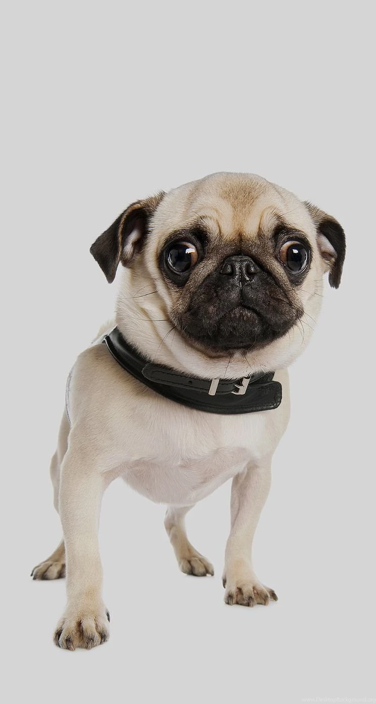 Dog iPhone 5s Wallpapers