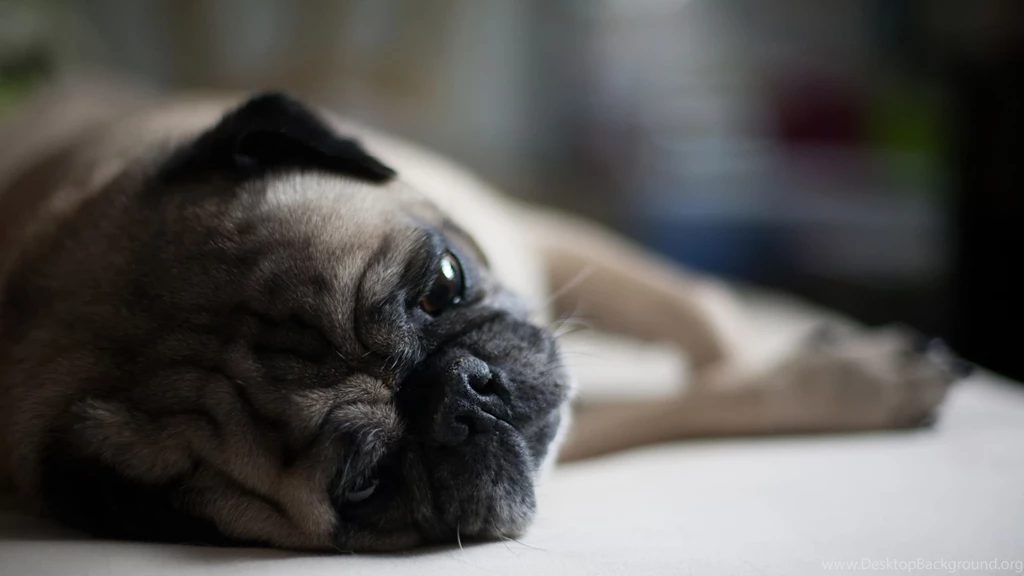 Mac iMac 27 Pug Wallpapers HD, Desktop Backgrounds 2560x1440