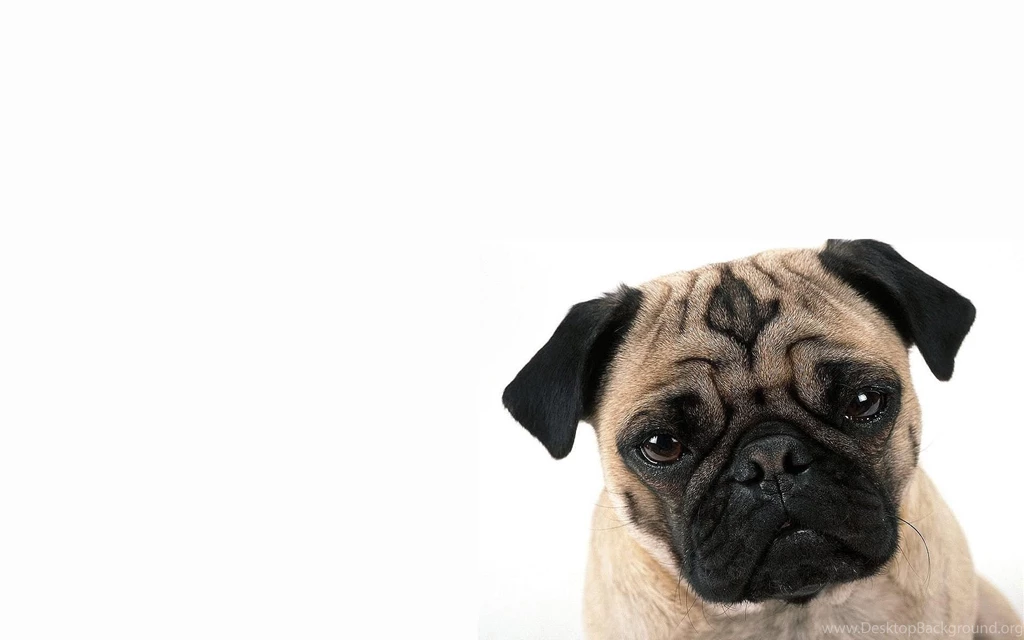 Pug Cute Dog Wallpapers